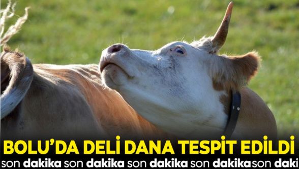 Bolu'da bir hastada ‘deli dana' hastalığı tespit edildi