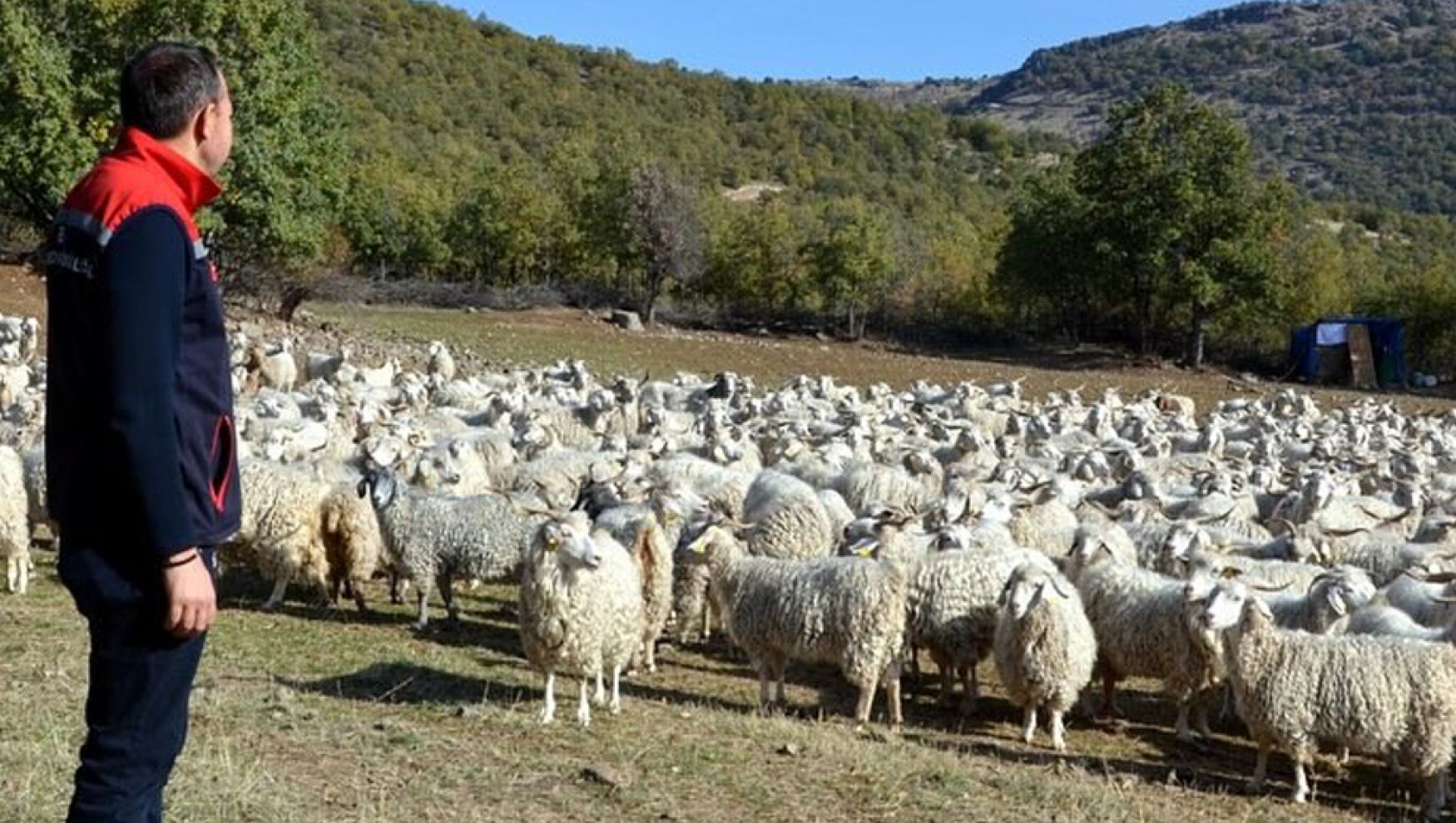 Bolu'da tiftik keçisine 3 milyon liralık destek