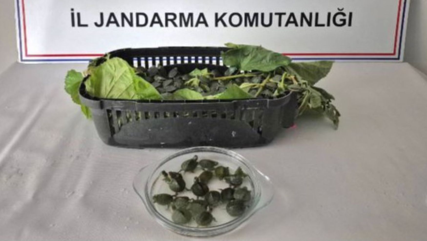 Yolcu otobüsünde 500 yasaklı su kaplumbağası ele geçirildi