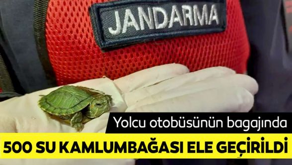 Yolcu otobüsünde 500 yasaklı su kaplumbağası ele geçirildi