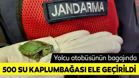 Yolcu otobüsünde 500 yasaklı su kaplumbağası ele geçirildi