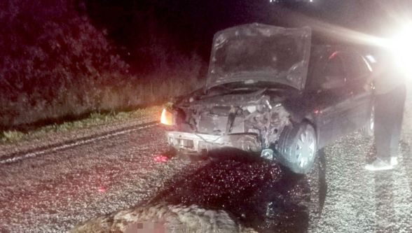 Bolu'da domuza çarpan otomobil hurdaya döndü: 1 yaralı