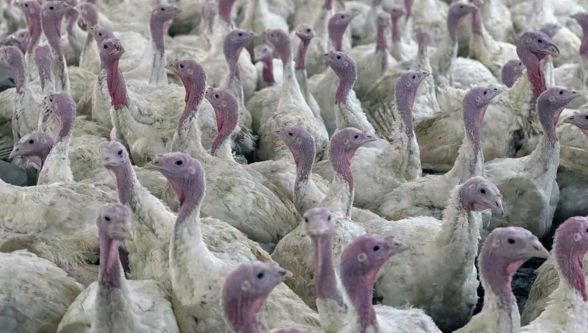 Bolu'da üreticilere kritik “kuş gribi” uyarısı