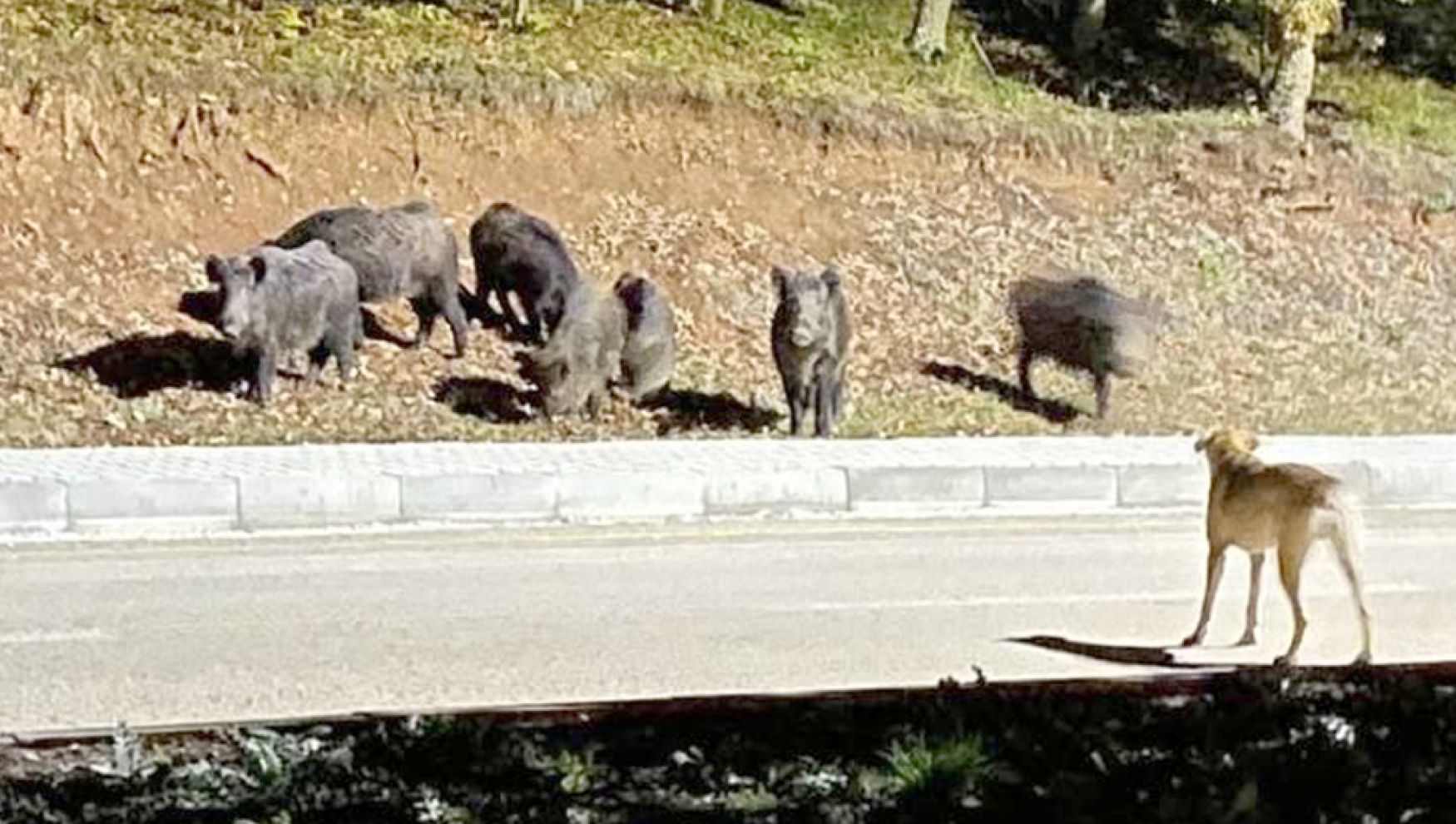 Domuz sürüsü kampüse indi! Öğrenciler panik yaşadı