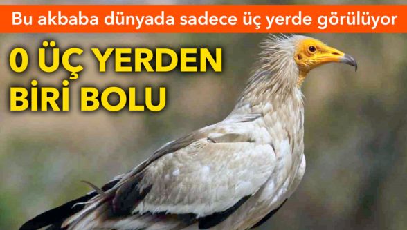 Dünyada sadece üç noktada görülen eşsiz doğa döngüsü Bolu'da yaşanıyor