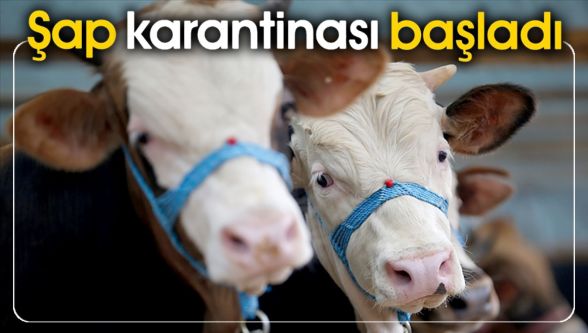 Mudurnu'da şap alarmı: 18 köy ve 4 mahalle karantinada