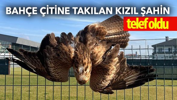 Bolu'da bahçe çitine takılan kızıl şahin telef oldu