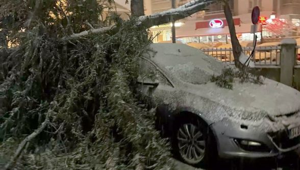 Bolu'da kar nedeniyle hastane önündeki çam ağacı devrildi