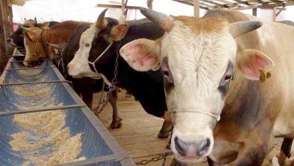 Bolu'da şap kısıtlamaları kaldırıldı