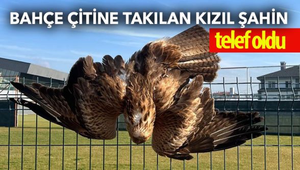 Bolu'da bahçe çitine takılan kızıl şahin telef oldu