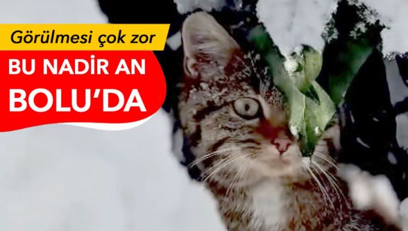 Bolu'da çok nadir görülen yaban kedisi görüntülendi