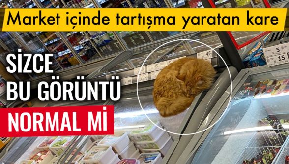 Bolu'da markette hijyen tartışması: kedi dondurma dolabının üzerinde yatarken görüntülendi