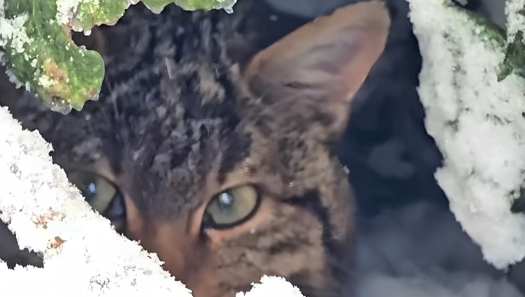 Bolu'da çok nadir görülen yaban kedisi görüntülendi