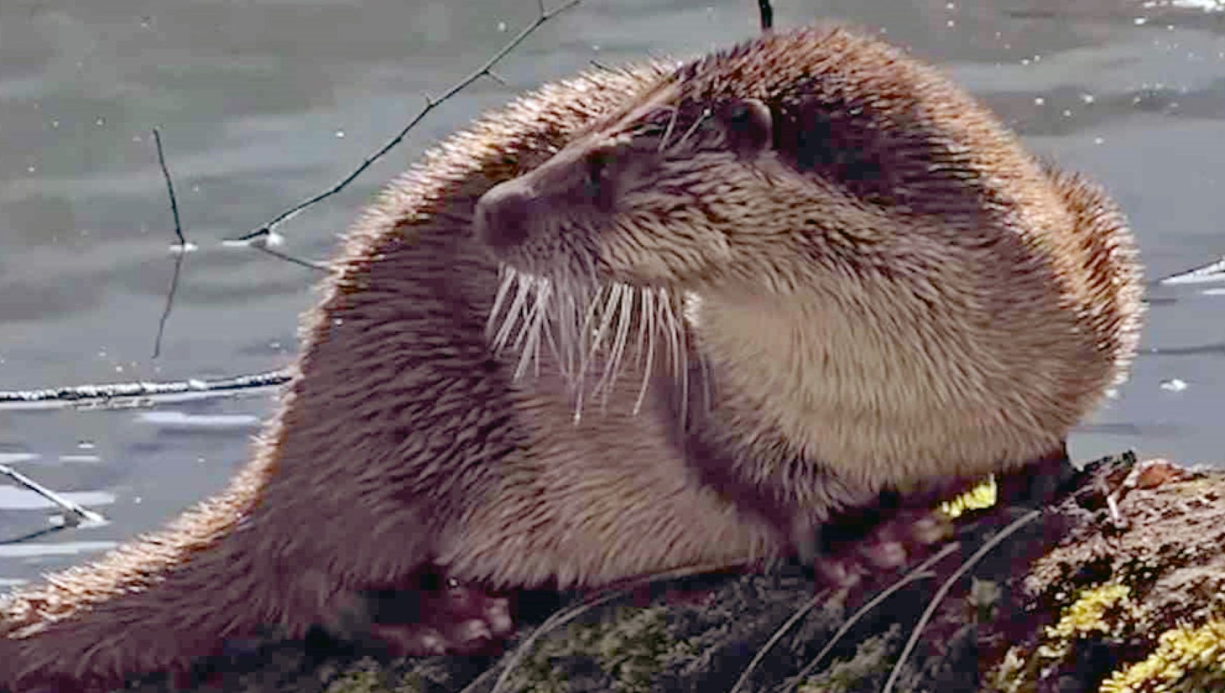 Yedigöller'in maskotu böyle poz verdi