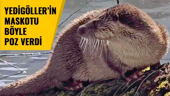 Yedigöller'in maskotu böyle poz verdi