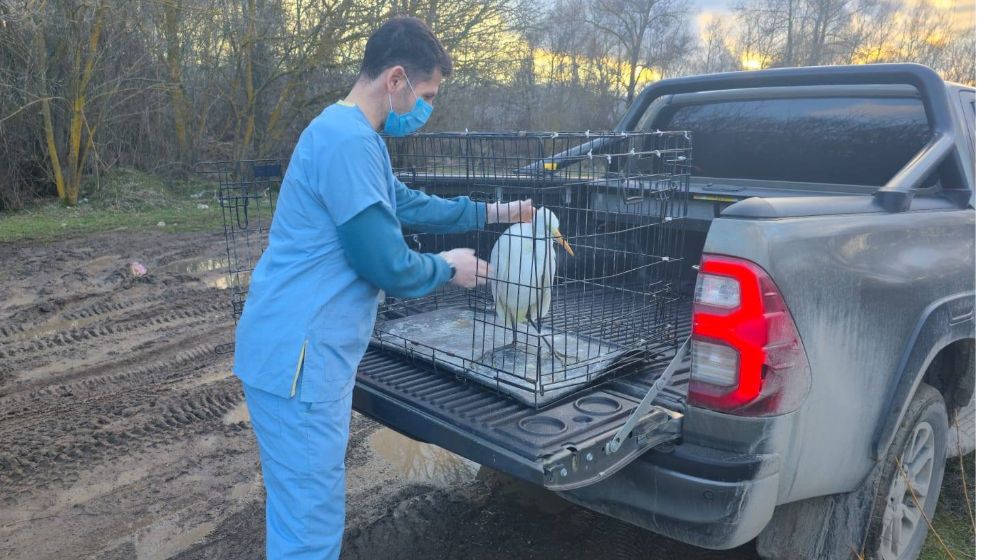 Bolu'da okul bahçesine konan Büyük Akbalıkçıl doğal ortamına bırakıldı