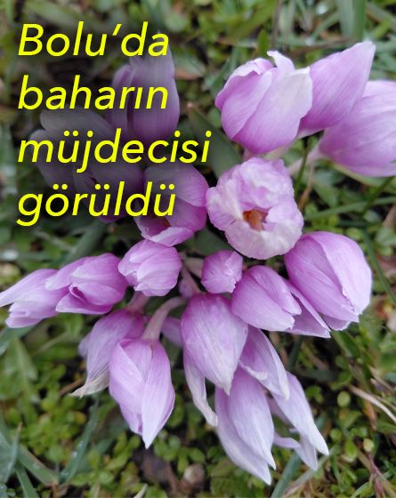 Bolu'da baharın müjdecisi çiğdemler çiçek açtı