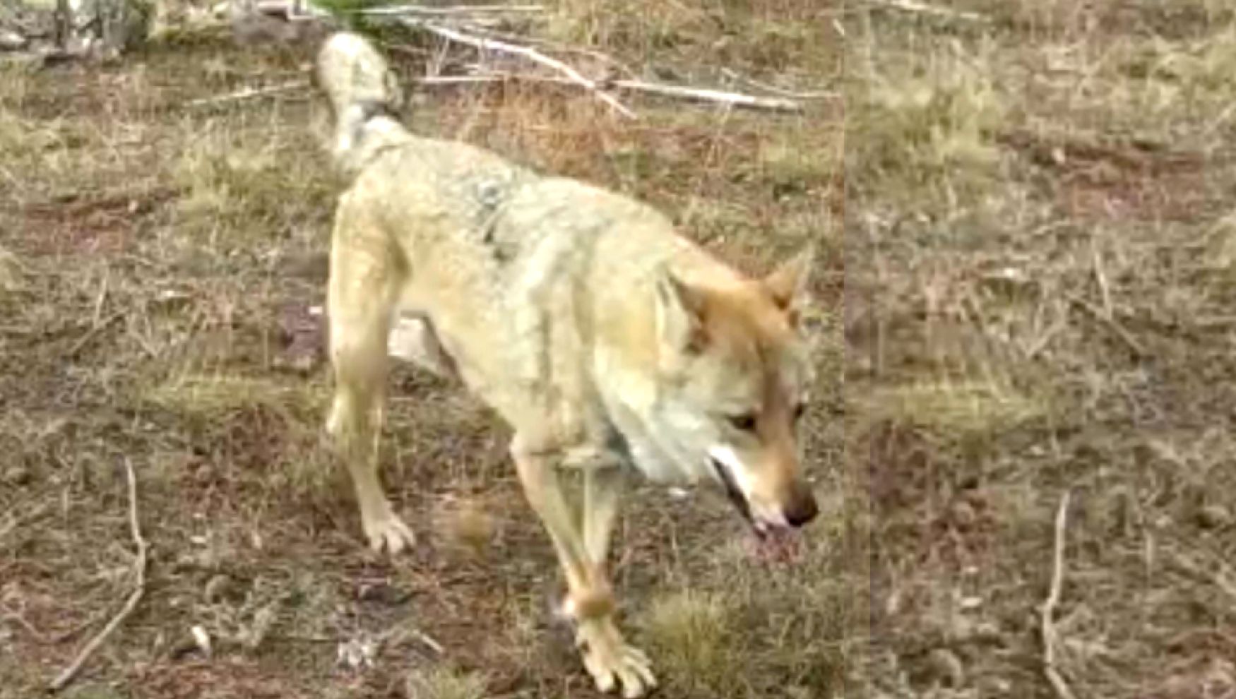 Bolu'da bir ilk: Fotokapana ‘alfa kurt' takıldı