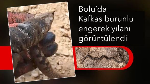 Bolu'da Kafkas burunlu engerek yılanı görüntülendi