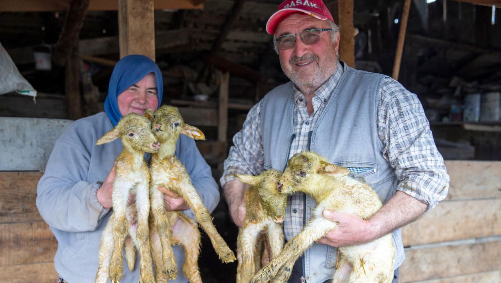 Bolu’da dördüz kuzu sevinci: İlk kez yaşadı
