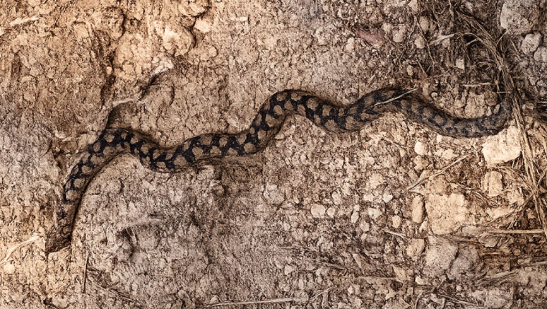 Bolu'da Kafkas burunlu engerek yılanı görüntülendi