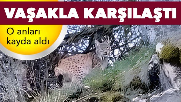 Yolda vaşakla karşılaştı !