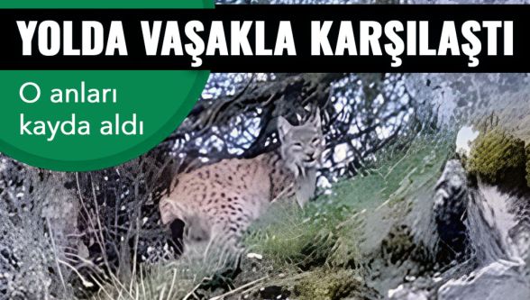 Yolda vaşakla karşılaştı !