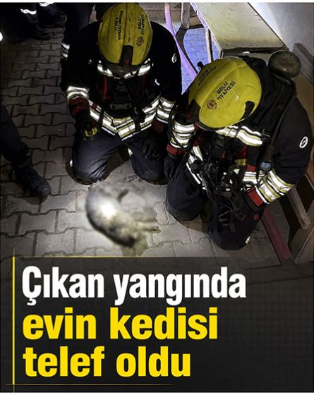 Yangından kurtarılan kediye kalp masajı yetmedi