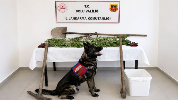 73 kök kenevirle yakalandı, tutuklandı