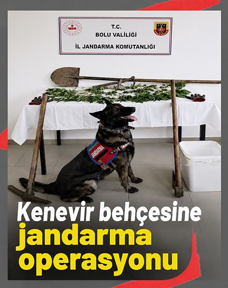 73 kök kenevirle yakalandı, tutuklandı