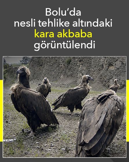 Bolu'da nesli tehlike altındaki kara akbaba görüntülendi