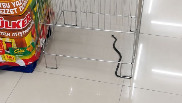 Markette yılan paniği! Alışveriş yaparken karşılarında görünce şaşkına döndüler