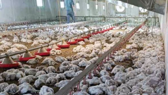 Mudurnu'da büyük zarar! 4 bin tavuk telef oldu