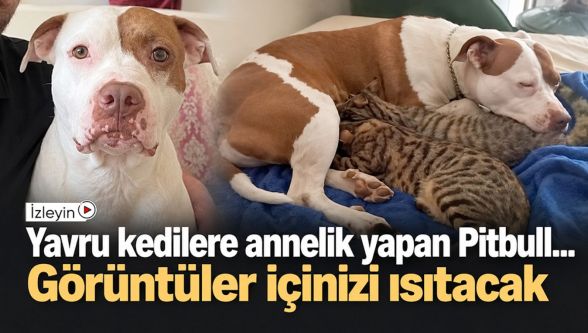 Bolu'da pitbull yavru kedilere annelik yapıyor