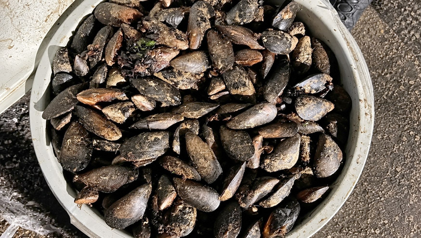Bolu’da halk sağlığını tehdit eden midye operasyonu: 650 kilo ele geçirildi