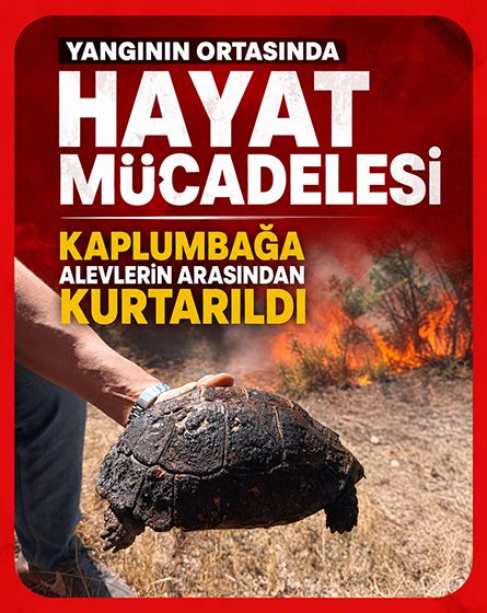 Mudurnu'da yangının ortasında kalan kaplumbağa ekiplerin dikkatiyle kurtarıldı