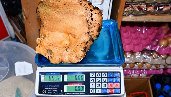 532 gramlık dev kanlıca mantarı bulundu