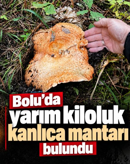 532 gramlık dev kanlıca mantarı bulundu