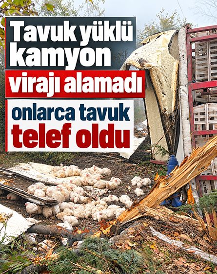 Bolu-Seben yolunda tavuk yüklü kamyon devrildi: 4 yaralı, onlarca tavuk telef oldu