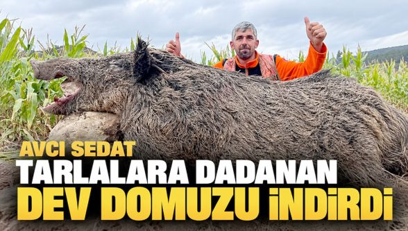 Mudurnu'da tarlalara zarar veren yaban domuzu avcı tarafından vuruldu